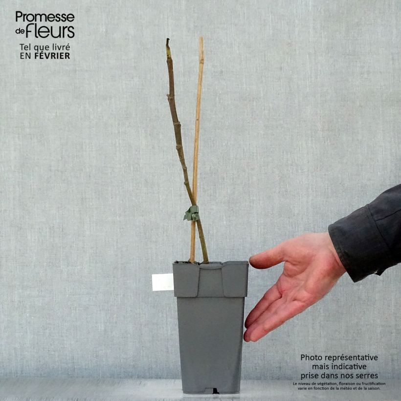 Spécimen de Figuier Madeleine des 2 saisons Pot de 2L/3L, Scion tel que livré en hiver