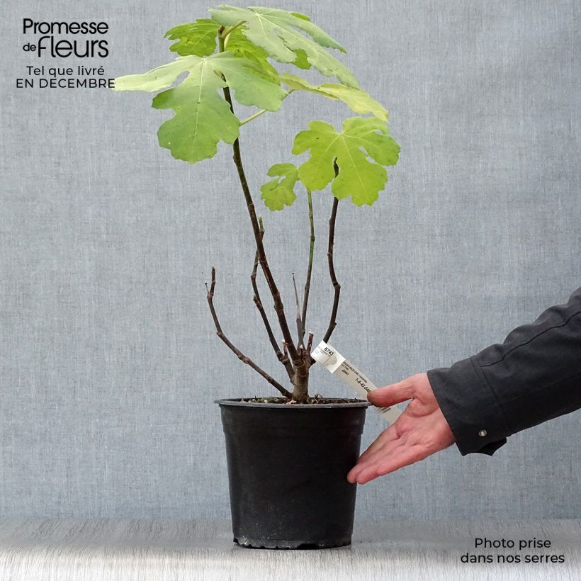 Spécimen de Figuier Madeleine des 2 saisons Pot de 4L/5L, Buisson tel que livré en hiver