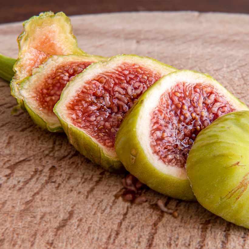 Figuier Marseillaise - Ficus carica (Récolte)