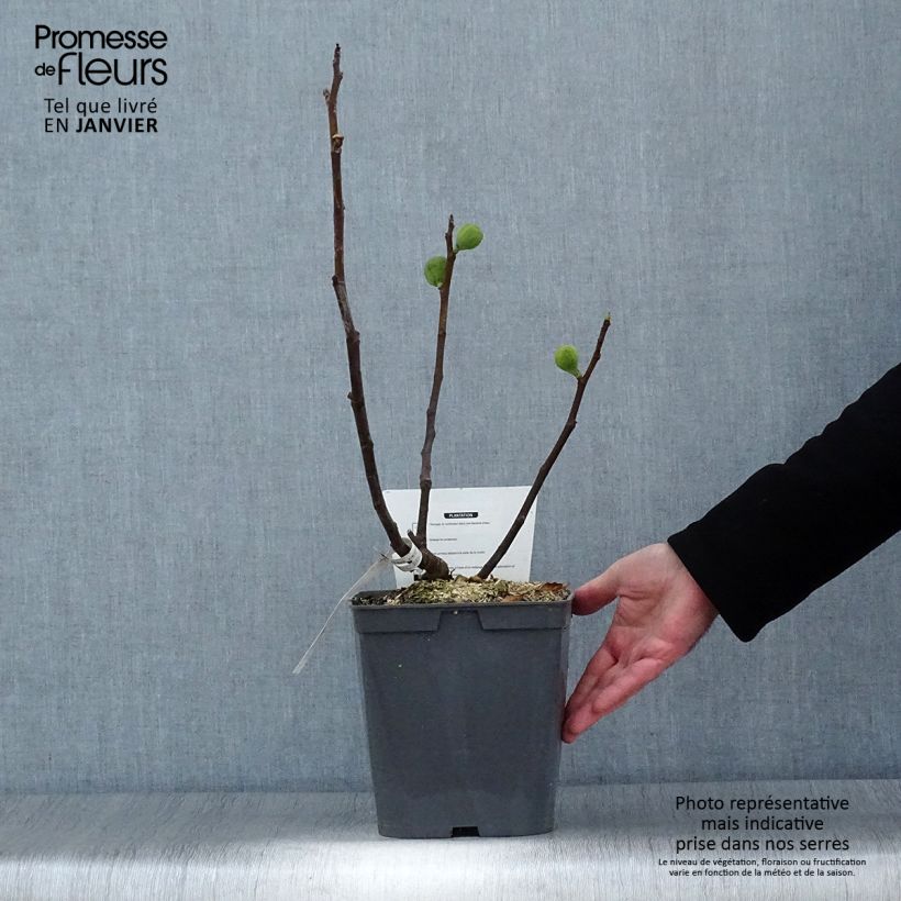 Spécimen de Figuier Marseillaise - Ficus carica    Pot de 4L/5L tel que livré en hiver
