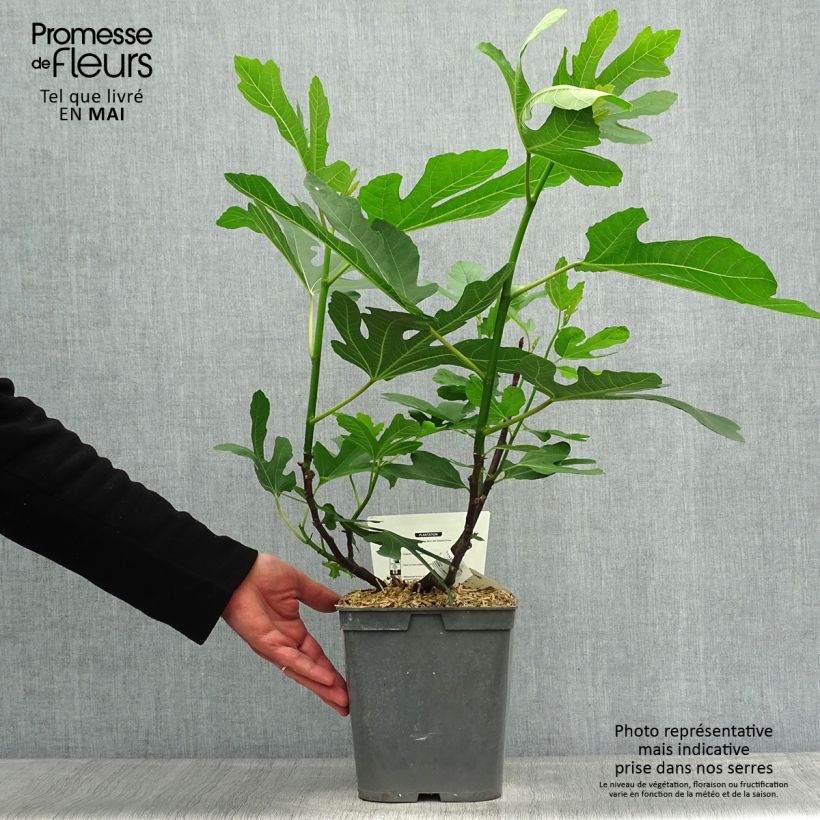 Spécimen de Figuier Marseillaise - Ficus carica    Pot de 4L/5L tel que livré au printemps