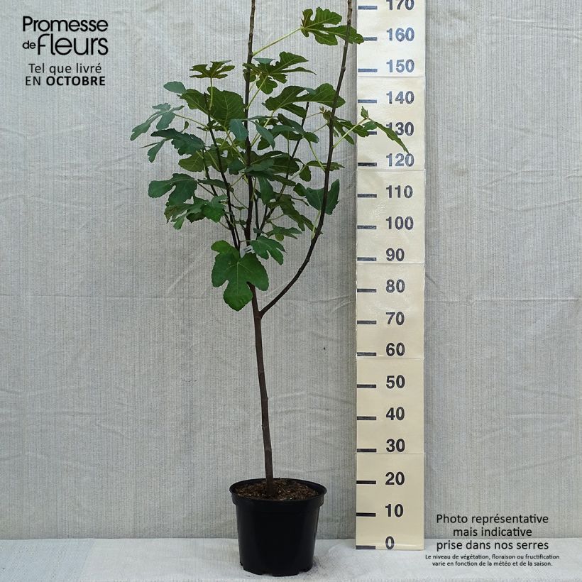 Spécimen de Figuier Panachée Pot de 7,5L/10L, 1/4 de tige tel que livré en automne