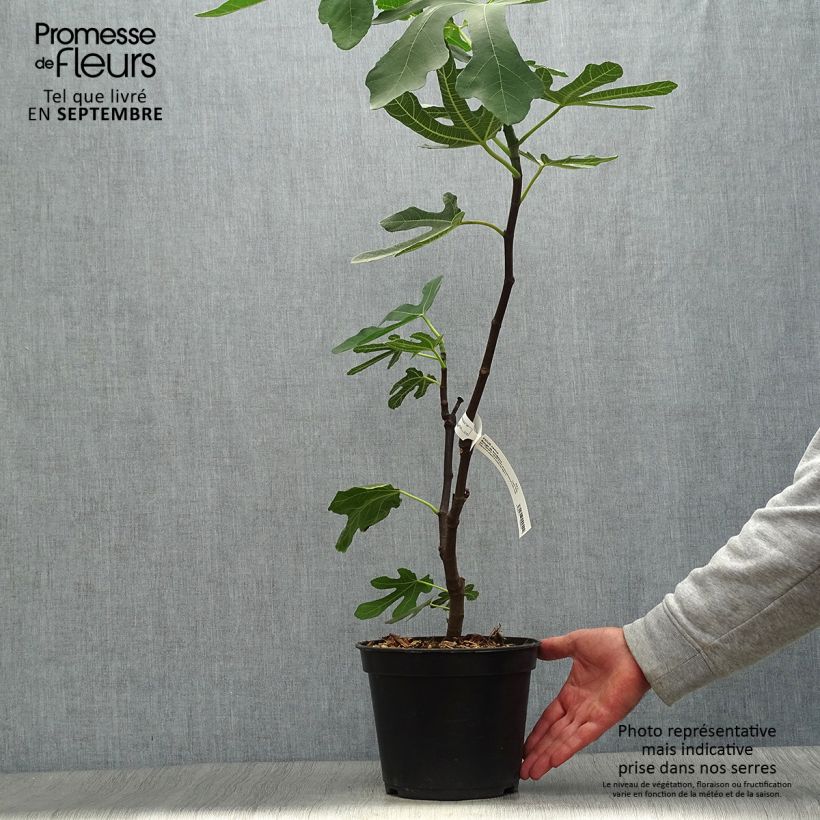 Spécimen de Figuier Panachée Pot de 4L/5L, Buisson tel que livré en automne