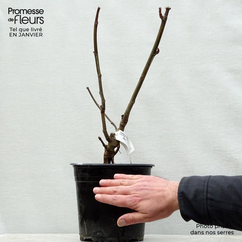 Spécimen de Figuier Violette Dauphine Pot de 2L/3L, Buisson tel que livré en hiver