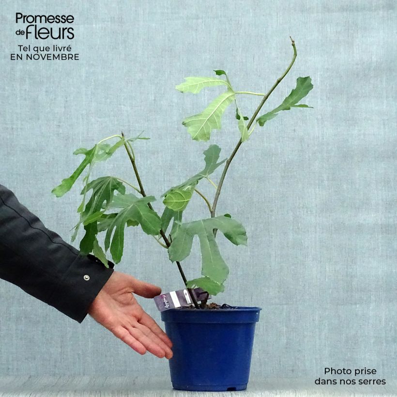 Spécimen de Figuier nain Figality - Ficus carica Pot de 2L/3L, Buisson tel que livré en automne