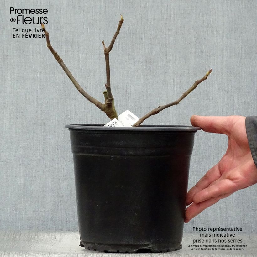 Spécimen de Figuier précoce de Dalmatie - Ficus carica Pot de 4L/5L, Buisson tel que livré en hiver