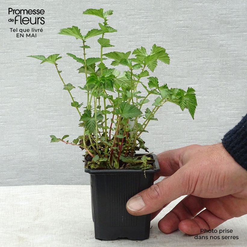 Spécimen de Filipendula Kahome, Reine des prés Godet de 8/9 cm tel que livré au printemps