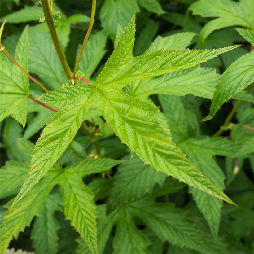 Filipendula purpurea Alba - Reine des prés (Feuillage)