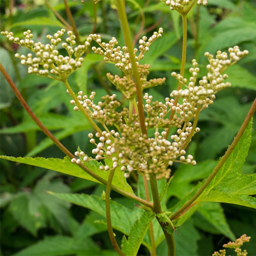 Filipendula purpurea Alba - Reine des prés (Floraison)