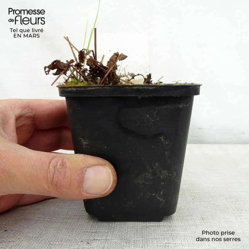 Spécimen de Filipendula purpurea Alba - Reine des prés Godet de 8/9 cm tel que livré au printemps