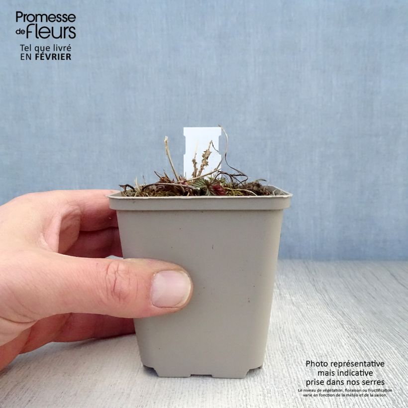 Spécimen de Filipendula purpurea Elegans, Reine des prés Godet de 8/9 cm tel que livré en hiver