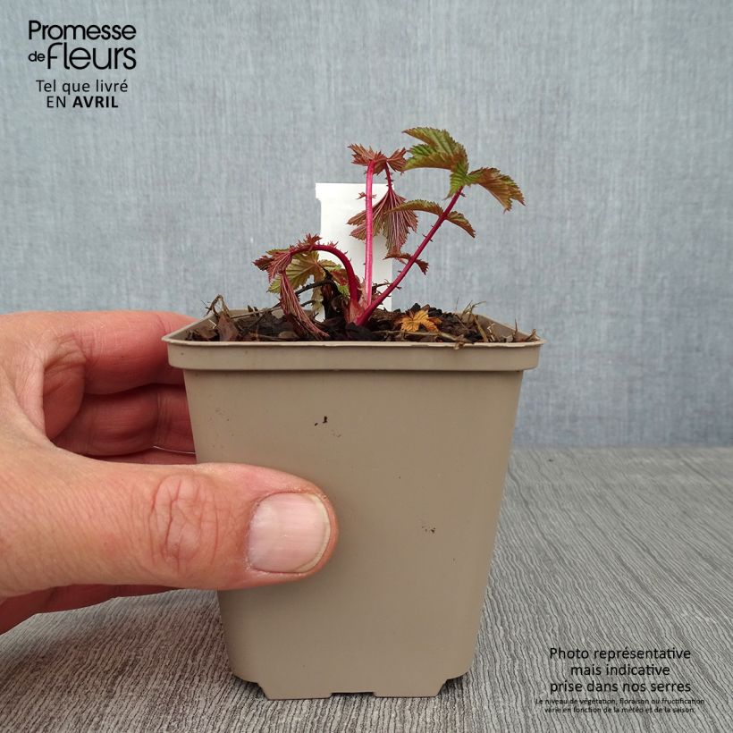 Spécimen de Filipendula purpurea Elegans, Reine des prés Godet de 8/9 cm tel que livré au printemps