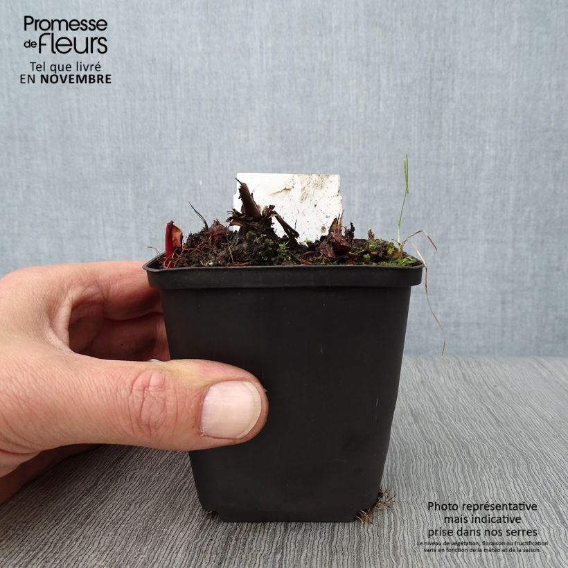 Spécimen de Filipendula rubra Venusta - Reine des prés Godet de 8/9 cm tel que livré en automne