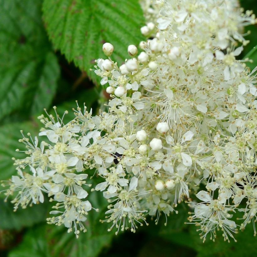 Filipendula ulmaria - Reine des prés (Floraison)