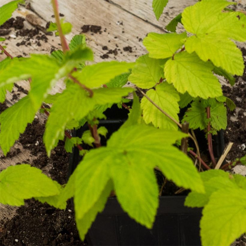 Filipendula ulmaria Aurea - Reine des prés (Feuillage)