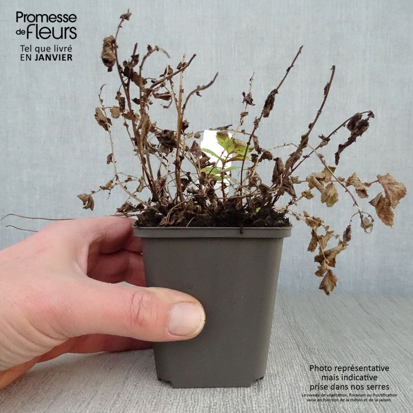 Spécimen de Filipendula ulmaria Aurea - Reine des prés Godet de 8/9 cm tel que livré en hiver