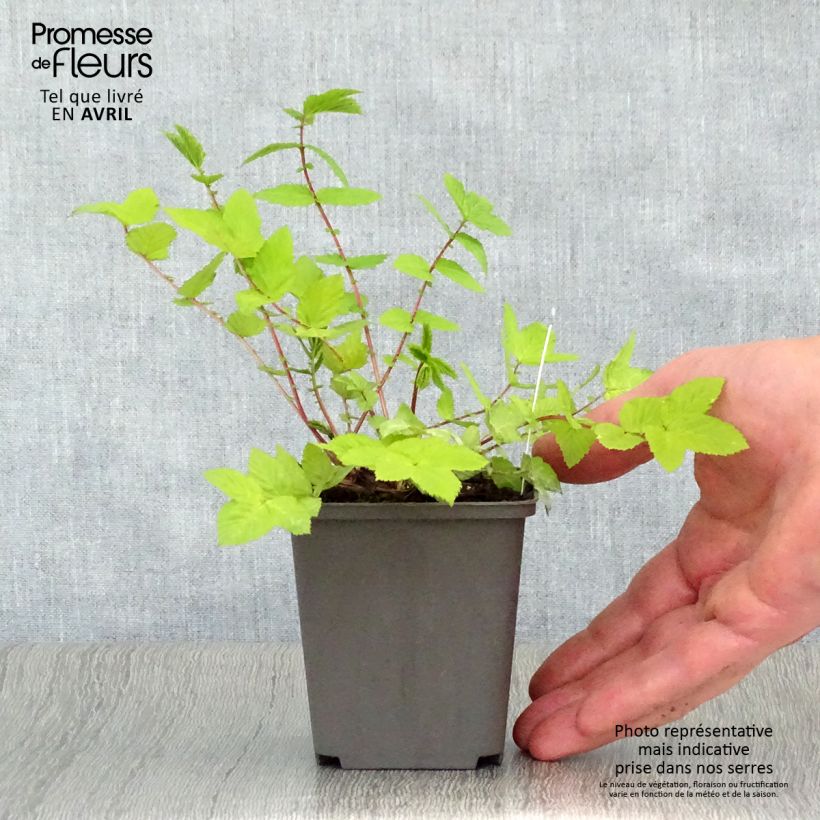Spécimen de Filipendula ulmaria Aurea - Reine des prés Godet de 8/9 cm tel que livré au printemps