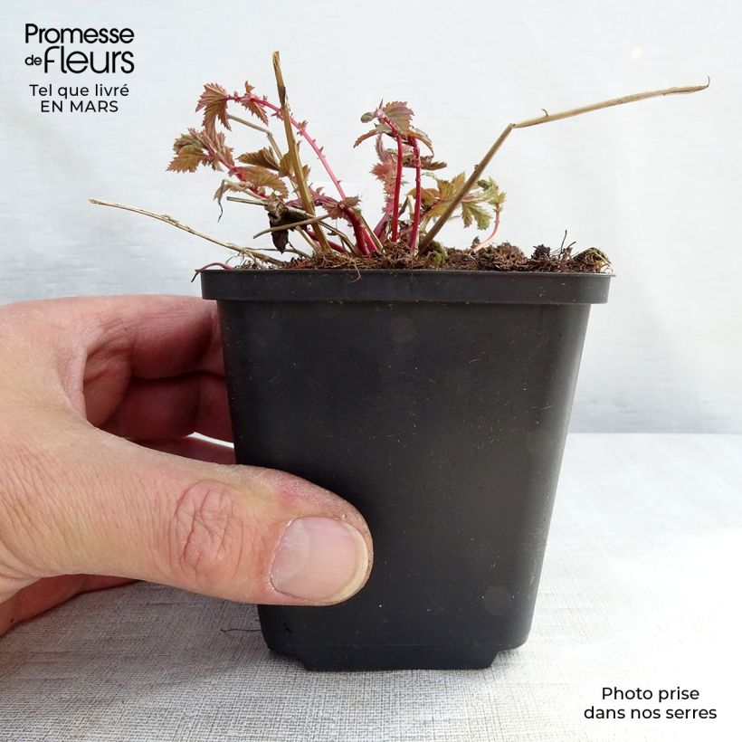 Spécimen de Filipendula ulmaria - Reine des prés Godet de 8/9 cm tel que livré en hiver