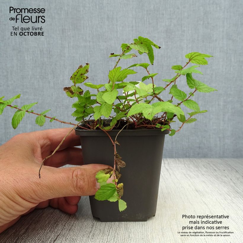 Spécimen de Filipendula ulmaria Rosea - Reine des prés Godet de 8/9 cm tel que livré en automne