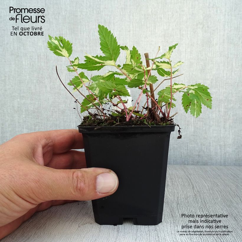 Spécimen de Filipendula ulmaria Variegata - Reine des prés Godet de 8/9 cm tel que livré en automne