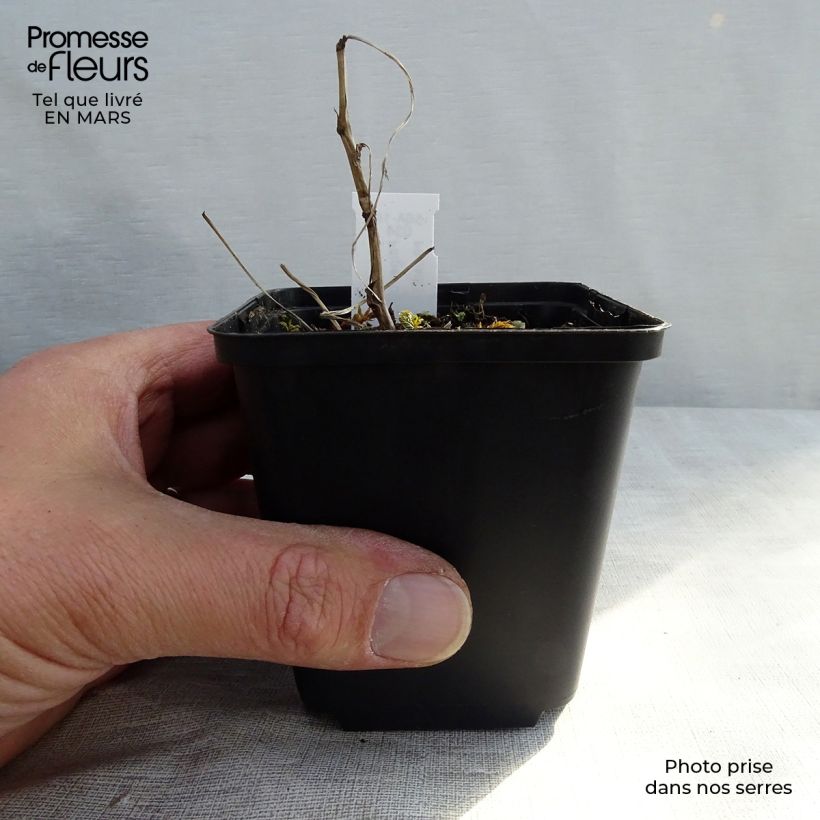 Spécimen de Filipendula ulmaria Variegata - Reine des prés Godet de 8/9 cm tel que livré en hiver