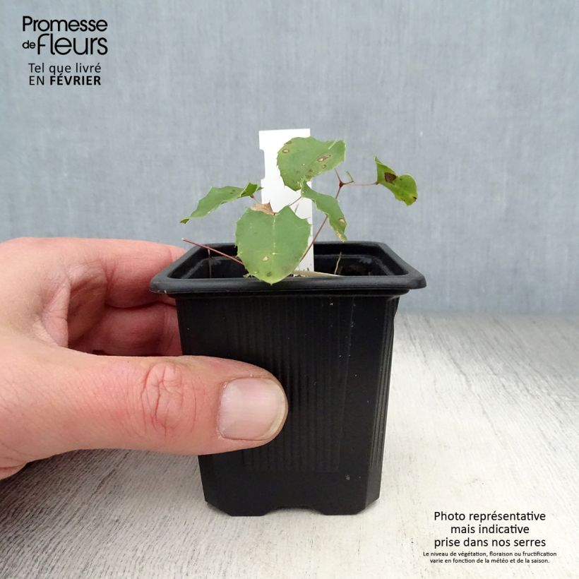 Spécimen de Fleur des Elfes - Epimedium Amber Queen Godet de 8/9 cm tel que livré en hiver