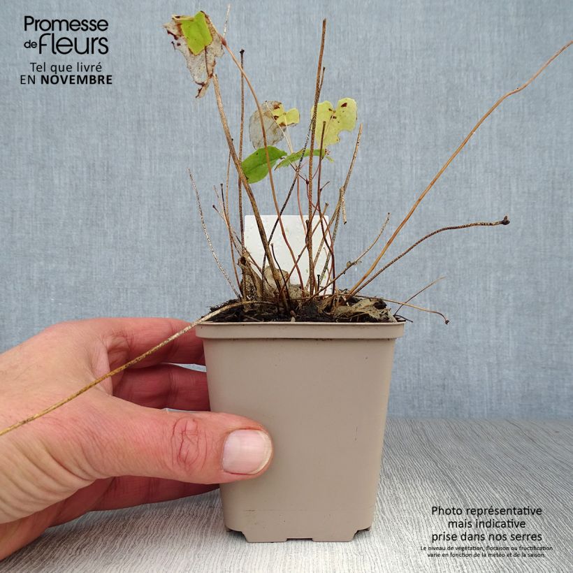 Spécimen de Fleur des Elfes - Epimedium Amber Queen Godet de 8/9 cm tel que livré en automne