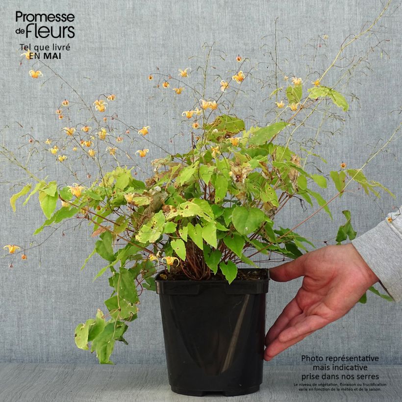 Spécimen de Fleur des Elfes - Epimedium Amber Queen Pot de 3L/4L tel que livré au printemps