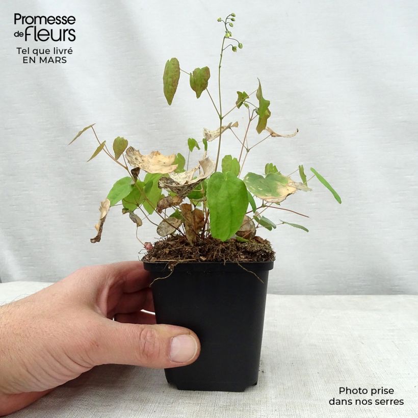 Amostra de Epimedium Flower Of Sulphur Vaso de 8/9 cm tal como entregue na primavera