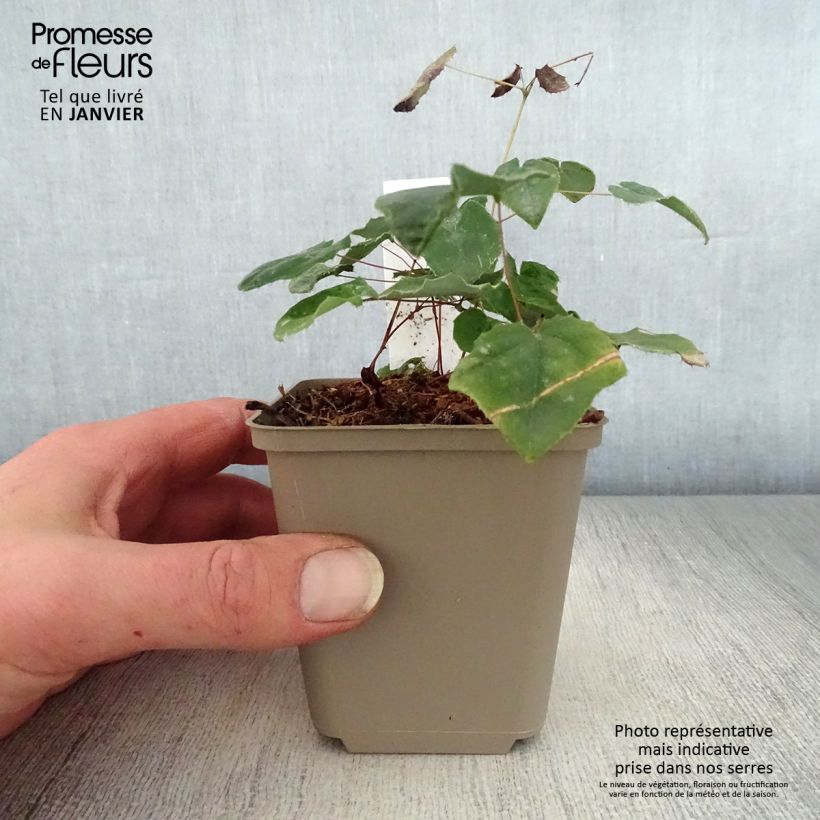 Spécimen de Fleur des Elfes - Epimedium Flower Of Sulphur Godet de 8/9 cm tel que livré en hiver