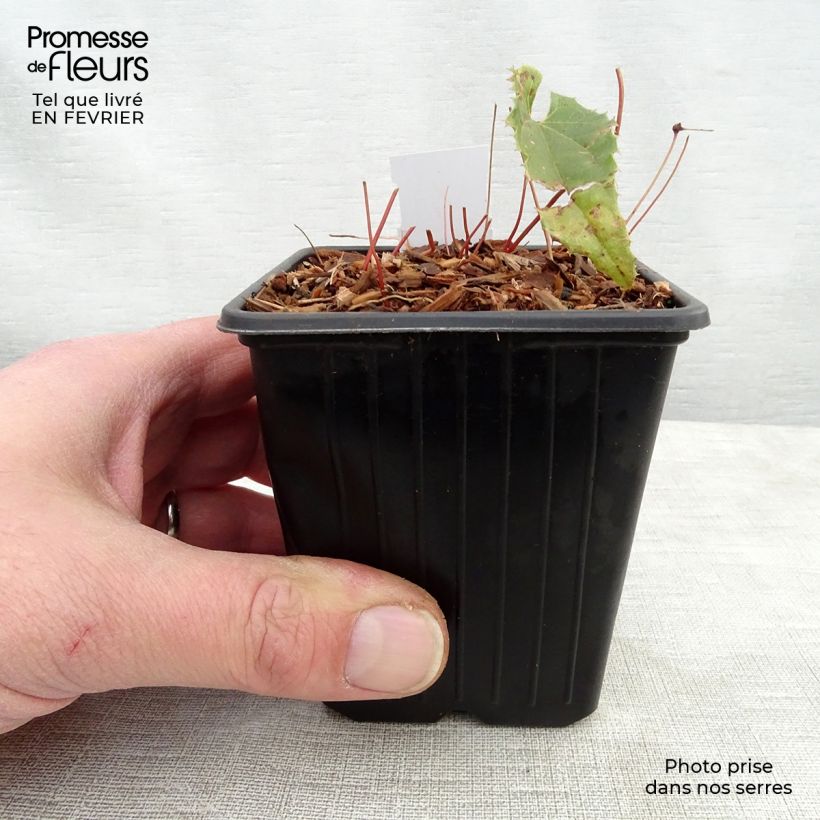 Spécimen de Fleur des Elfes - Epimedium Sphinx Twinkler Godet de 8/9 cm tel que livré en hiver