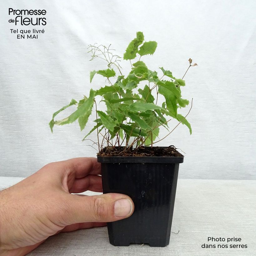 Spécimen de Fleur des Elfes - Epimedium Sphinx Twinkler Godet de 8/9 cm tel que livré au printemps