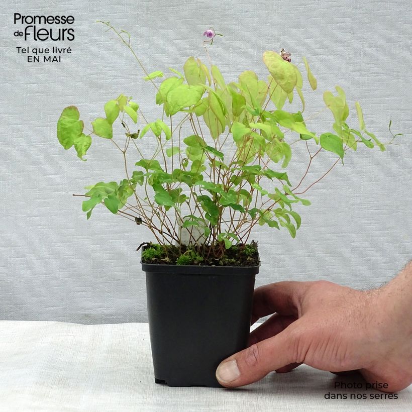 Spécimen de Fleur des Elfes - Epimedium grandiflorum Akebono Godet de 8/9 cm tel que livré au printemps