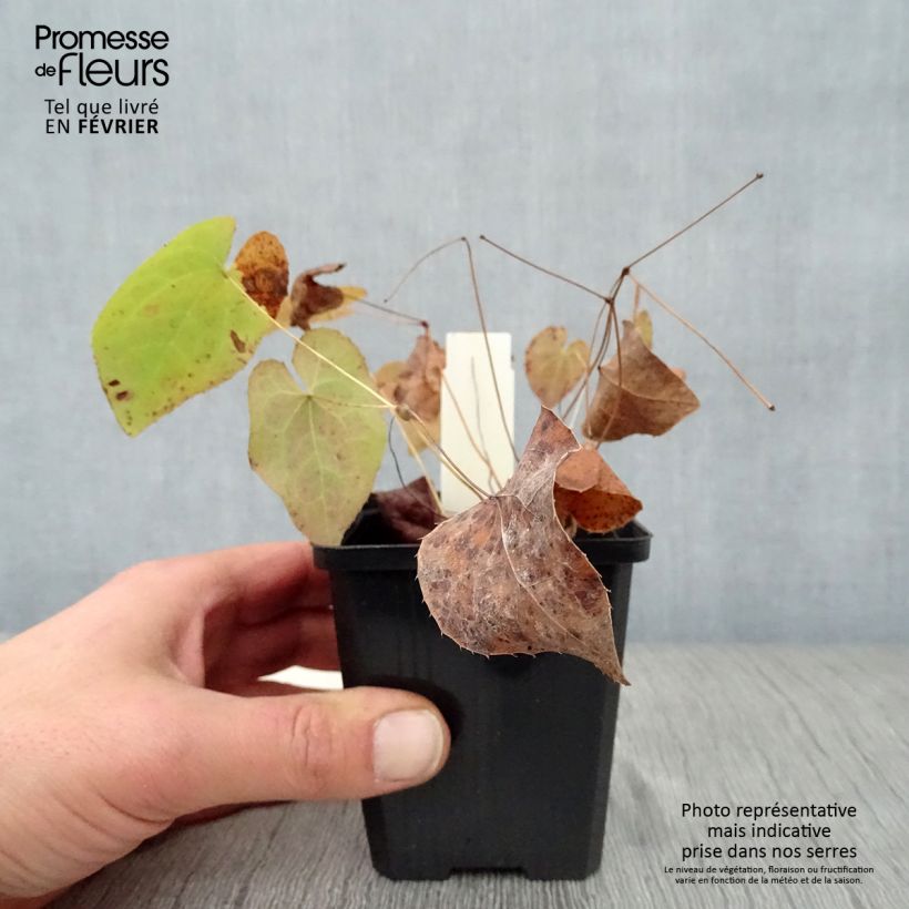 Spécimen de Fleur des Elfes - Epimedium pinnatum ssp colchicum Godet de 8/9 cm tel que livré en hiver