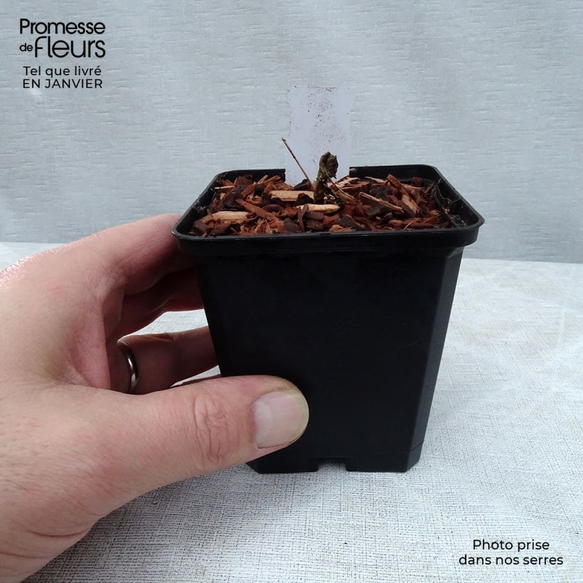 Spécimen de Fleur des Elfes - Epimedium  x versicolor Cupreum Godet de 8/9 cm tel que livré en hiver