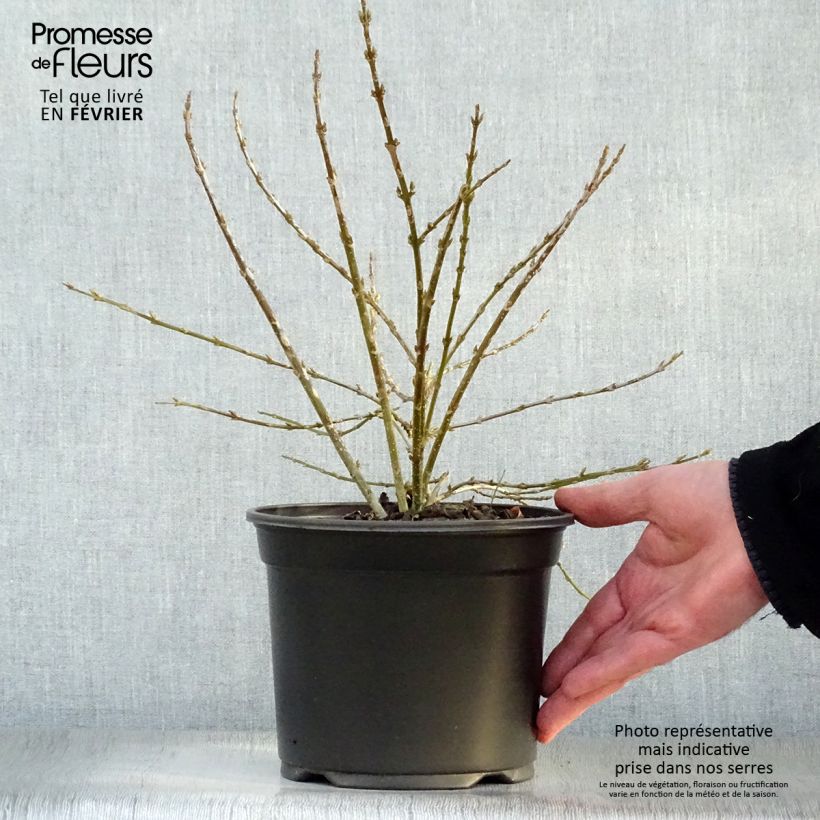 Spécimen de Forsythia Mêlée d'Or - Mimosa de Paris Pot de 3L/4L tel que livré en hiver