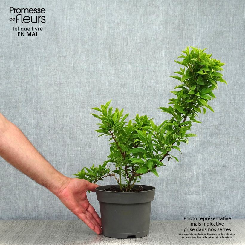 Spécimen de Forsythia Mêlée d'Or - Mimosa de Paris Pot de 3L/4L tel que livré au printemps