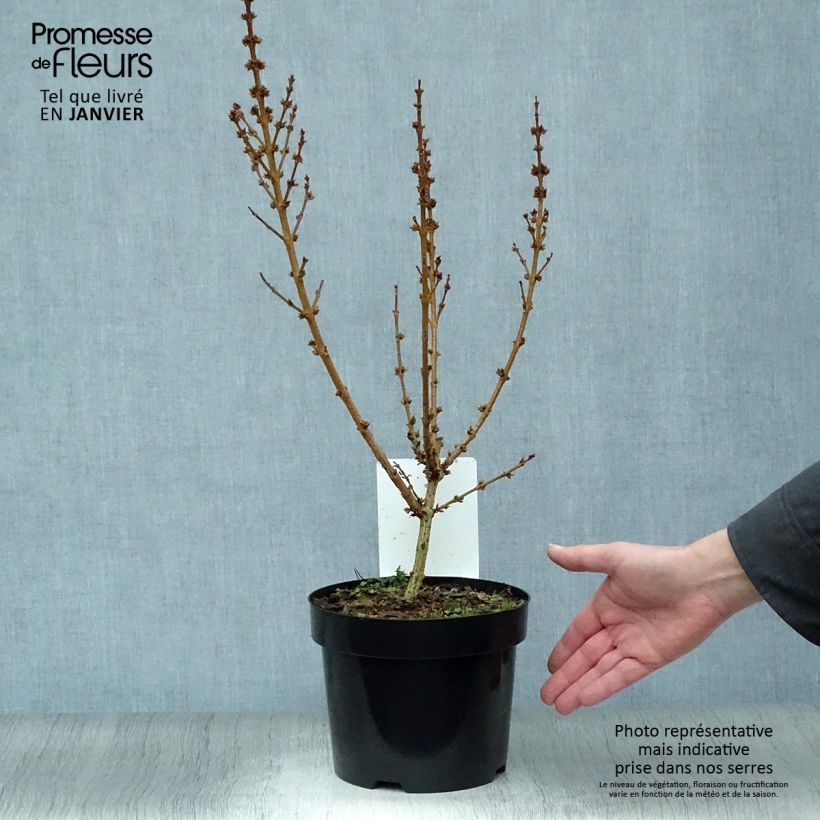 Spécimen de Forsythia Mikador - Mimosa de Paris Pot de 2L/3L tel que livré en hiver