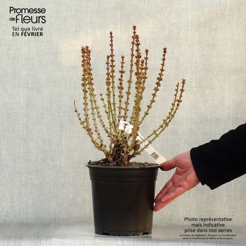 Spécimen de Forsythia Nimbus - Mimosa de Paris nain Pot de 3L/4L tel que livré en hiver