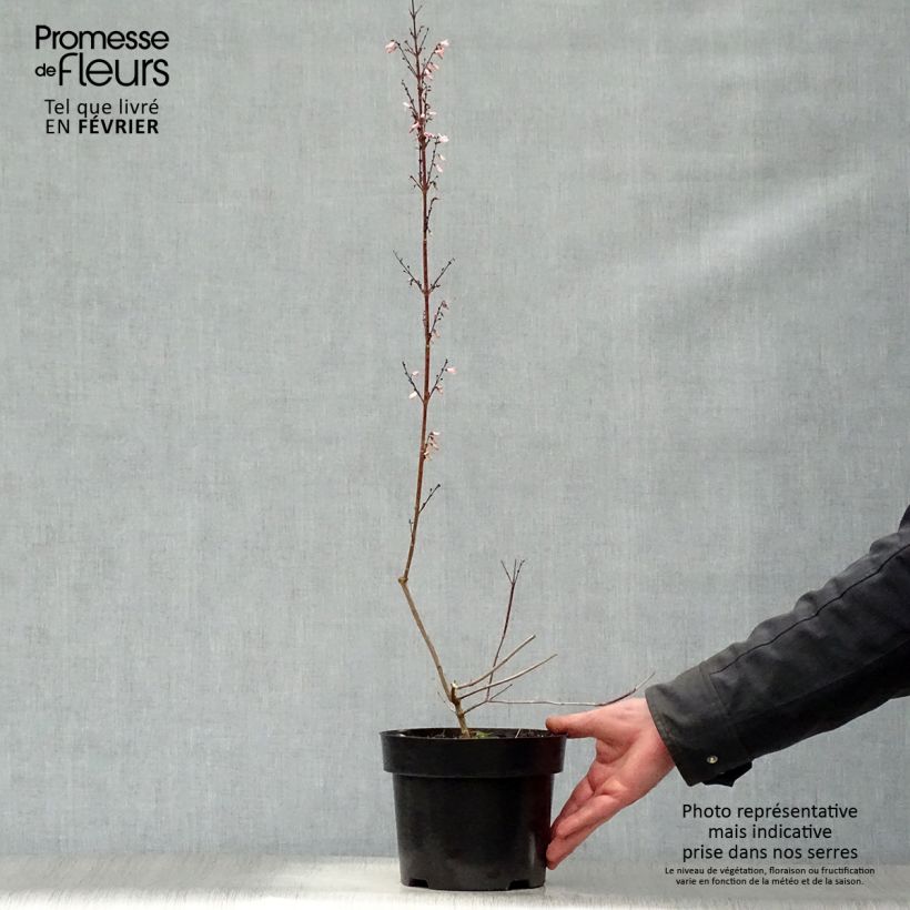 Spécimen de Forsythia blanc de Corée, Abeliophyllum distichum Pot de 2L/3L tel que livré en hiver