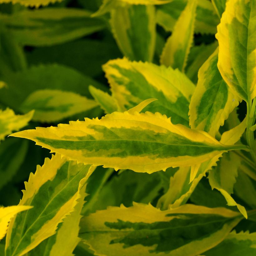 Forsythia intermedia Golden Times - Mimosa de Paris (Feuillage)