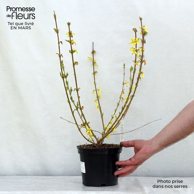 Spécimen de Forsythia x intermedia Gold Rausch - Mimosa de Paris Pot de 2L/3L tel que livré en hiver