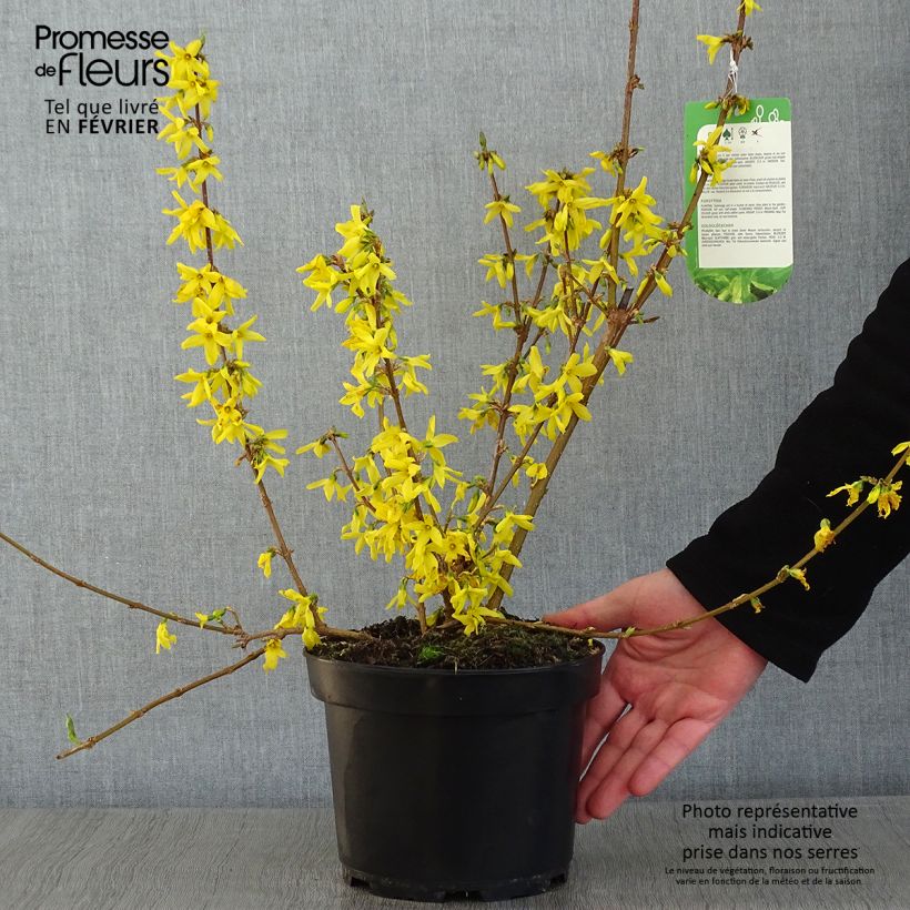 Spécimen de Forsythia x intermedia Variegata - Mimosa de Paris panaché Pot de 3L/4L tel que livré en hiver