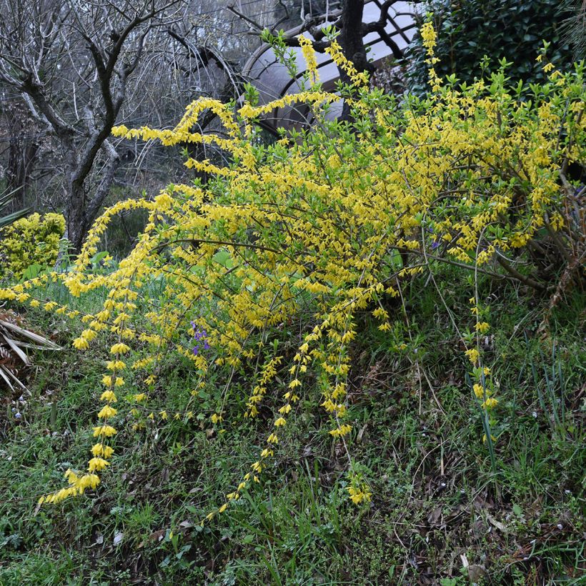 Forsythia suspensa Aurea - Forsythia pleureur (Port)
