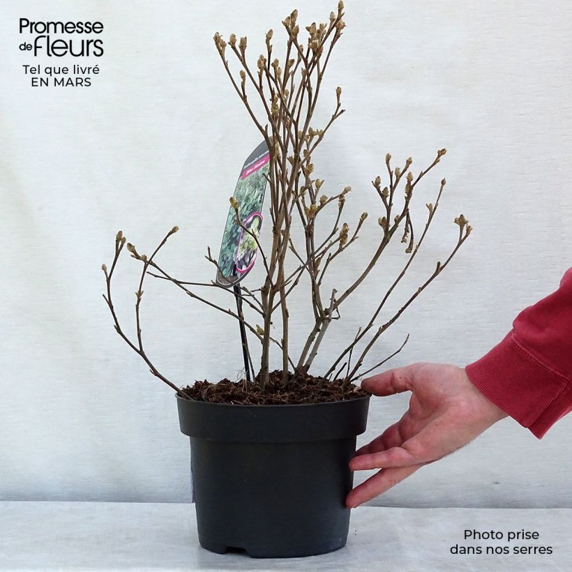 Spécimen de Fothergilla intermedia Blue Shadow Pot de 3L/4L tel que livré en hiver