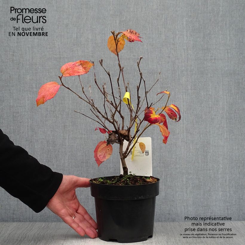Spécimen de Fothergilla intermedia Blue Shadow Pot de 3L/4L tel que livré en automne