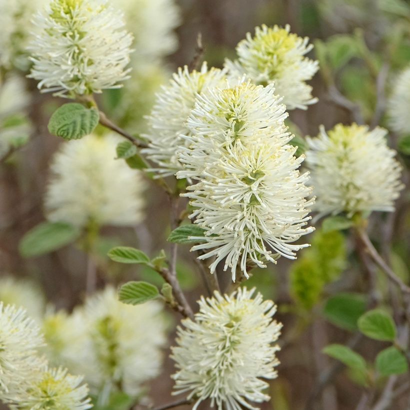 Fothergilla intermedia Blue Shadow (Floraison)
