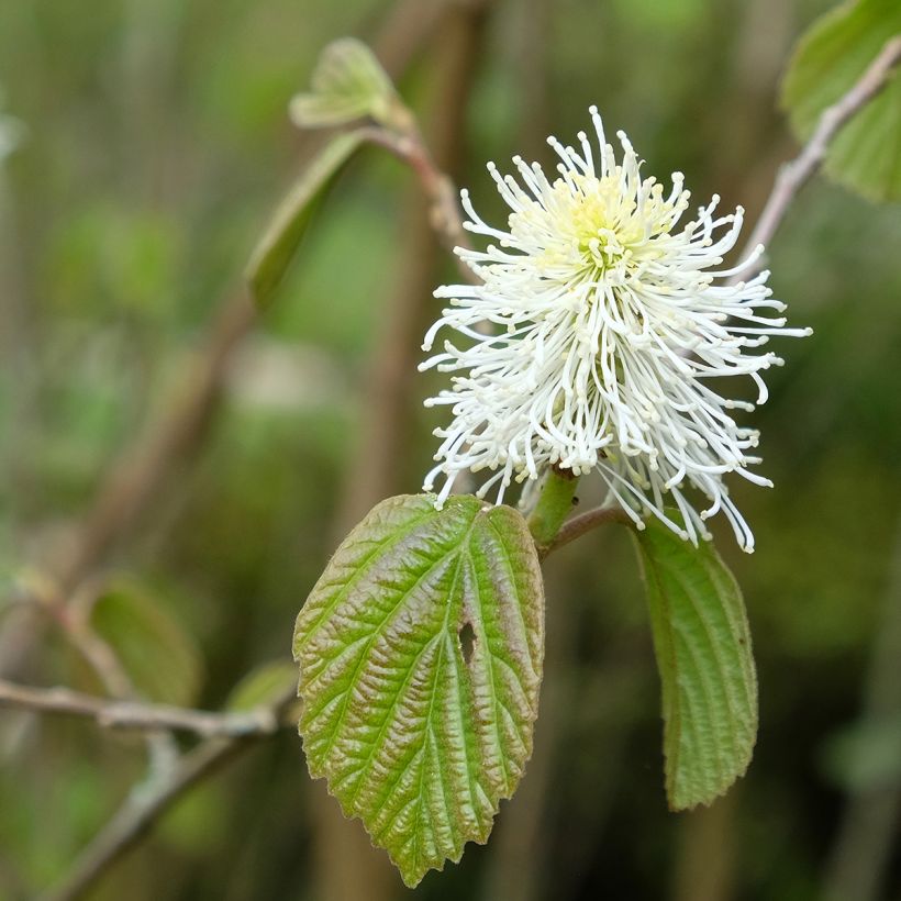 Fothergilla major - Grand Fothergilla (Floraison)