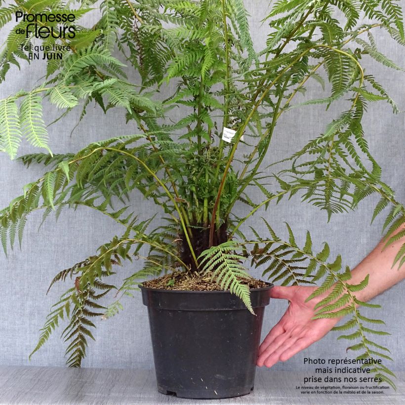 Spécimen de Fougère arborescente - Dicksonia antarctica Pot de 4L/5L, Haute-Tige, Hauteur de tronc (stipe) 10/15 cm tel que livré en été
