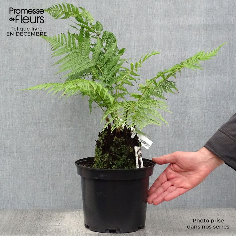 Spécimen de Fougère arborescente - Dicksonia antarctica Pot de 4L/5L, Hauteur de tronc (stipe) 10/15 cm tel que livré en hiver